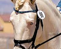 spirited-andalusian-horse