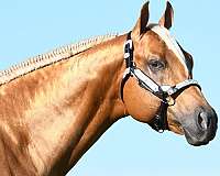 palomino-aqhaphba-horse
