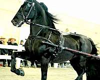 black-no-white-brand-on-left-thigh-horse