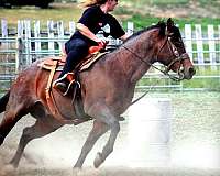roping-heading-quarter-horse