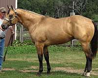 blazer-horse