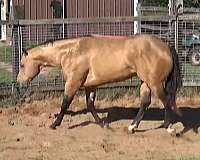 blazer-horse-stallion