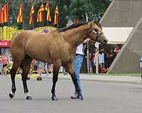 aqhaabraibha-quarter-horse-stallion