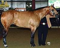 blazer-horse-quarter