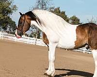pinto-gypsy-vanner-for-sale