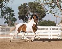 17-hand-gypsy-vanner-horse