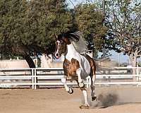 17-hand-gypsy-vanner-stallion