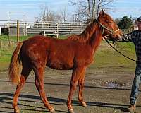 brown-stallion-for-sale