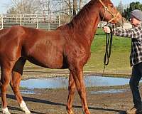 semen-thoroughbred-horse