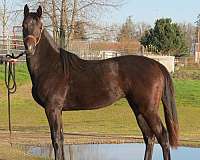 pictures-thoroughbred-horse