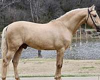 garanon-andalusian-horse