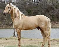 maquilla-andalusian-horse