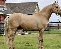 makila-andalusian-horse