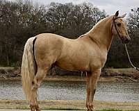 maquila-andalusian-horse