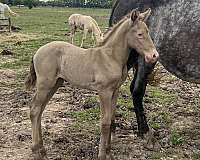 espanol-andalusian-horse