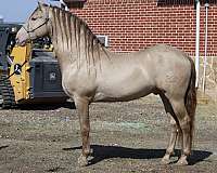 pearl-andalusian-horse