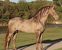 pearl-andalusian-horse