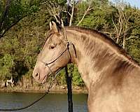 mini-andalusian-horse
