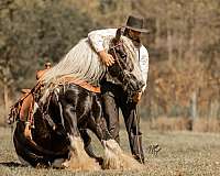 black-based-gypsy-vanner-horse