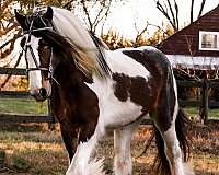 white-mane-gypsy-vanner-horse
