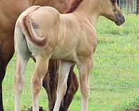 sorrel-aqha-horse