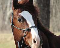 aqha-stallion