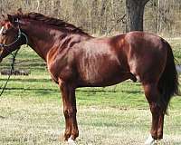 15-hand-quarter-horse-stallion