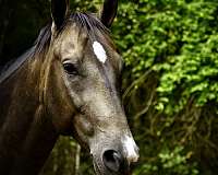 star-snip-all-four-legs-white-to-fetlocks-sooty-horse