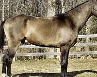 buckskin-star-snip-all-four-legs-white-to-fetlocks-sooty-horse