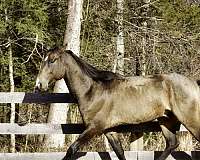 palomino-akhal-teke-horse