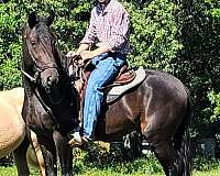 equitation-paso-fino-horse