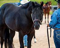 aqha-black-stallion-quarter-horse