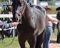 black-aqha-stallion