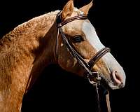 palomino-crossbred-pony
