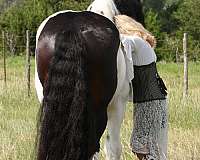 irish-cob-stallion