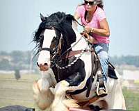 stud-gypsy-vanner-horse