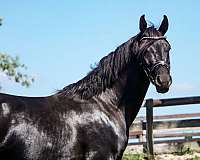 ap-beauregard-half-arabian-horse
