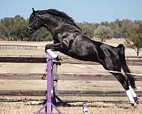 oldenburg-half-arabian-horse