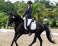 black-beauty-half-arabian-horse