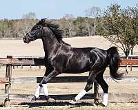 at-stud-half-arabian-horse