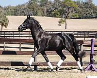 stud-half-arabian-horse