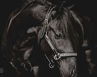 equitation-welsh-cob-horse