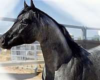 homozygous-roan-quarter-pony