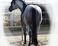 blue-roan-quarter-pony