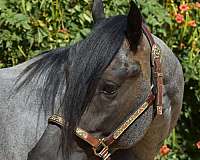 california-quarter-horse