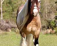 blue-roan-homozygous-tobiano-horse