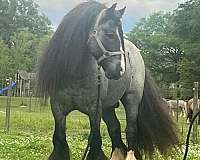 blue-roan-ghra-stallion
