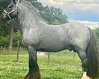 ghra-stallion