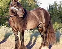 14-hand-gypsy-vanner-horse