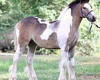ghra-gypsy-vanner-horse